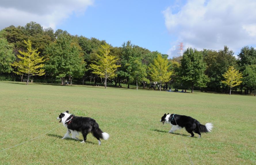 ポカポカ陽気の公園でお散歩♪_c0147241_09592764.jpg