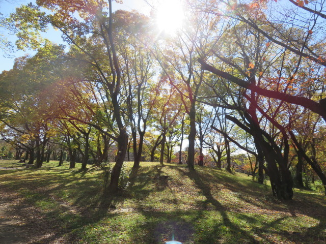 ご近所　紅葉　2_a0052155_17365058.jpg