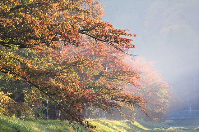 紅葉を探しに裏磐梯方面に行ってみる②観音寺川１（2021.10.30）_e0170863_22311700.jpg