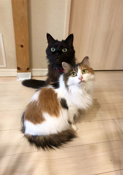 うーちゃんとみーちゃんのお便り_a0064067_14121301.jpeg