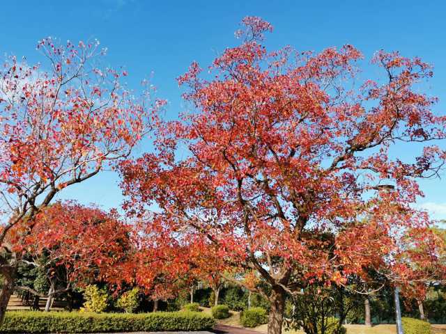 富浜緑地 秋の紅葉とサザンカの花の紹介R3.11.11_d0338682_08421115.jpg