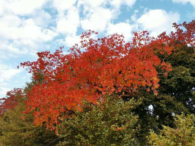富浜緑地 秋の紅葉とサザンカの花の紹介R3.11.11_d0338682_08425075.jpg