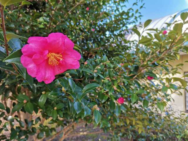 富浜緑地 秋の紅葉とサザンカの花の紹介R3.11.11_d0338682_08431345.jpg