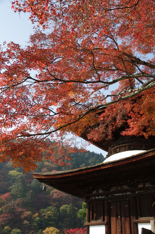善峯寺 紅葉_c0382798_04380953.jpg