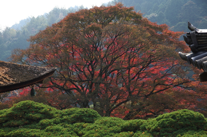 善峯寺 紅葉_c0382798_04384156.jpg