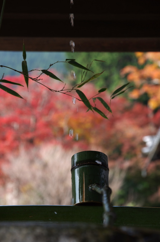 善峯寺 紅葉_c0382798_04391455.jpg