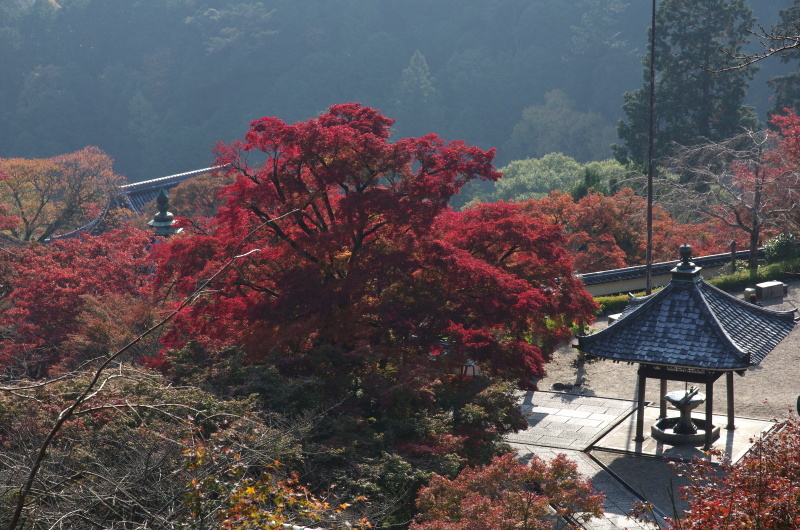 善峯寺 紅葉_c0382798_04393595.jpg