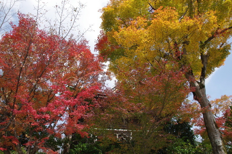 善峯寺 紅葉_c0382798_04405729.jpg
