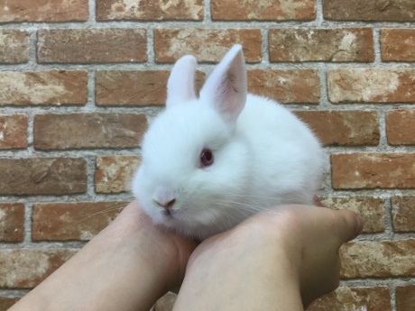 211119 うさぎ・モルモット_f0189122_15044034.jpeg