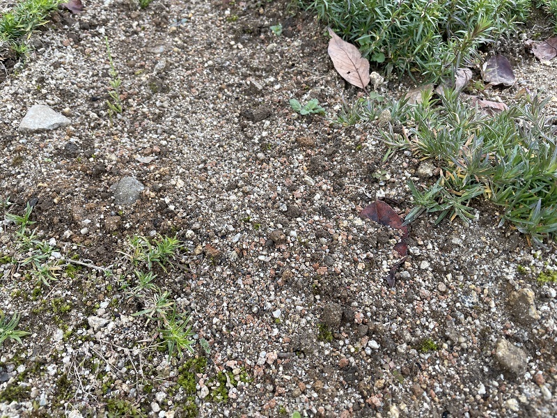 花壇の改善とタフなBRZ _f0076731_15291570.jpg