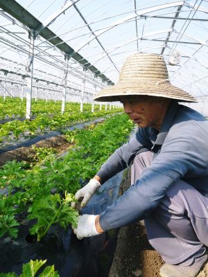 熊本セロリ「清正人参」 令和3年度も12月上旬から出荷開始予定!徹底した芽カギ作業で今年も順調に成長中_a0254656_17142959.jpg