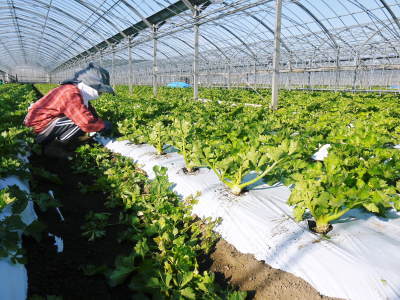 熊本セロリ「清正人参」 令和3年度も12月上旬から出荷開始予定!徹底した芽カギ作業で今年も順調に成長中_a0254656_17280254.jpg