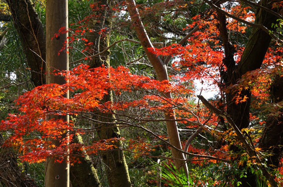 紅葉見ごろ榊原温泉_b0145257_13155233.jpg