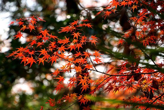 紅葉見ごろ榊原温泉_b0145257_13155596.jpg
