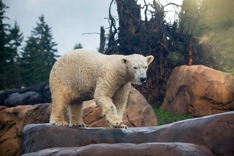 アメリカ・ポートランド、オレゴン動物園のアメリア・グレー (Amelia Gray) のポリ容器遊び ~ 行動から推し量る性格_a0151913_00483881.jpg