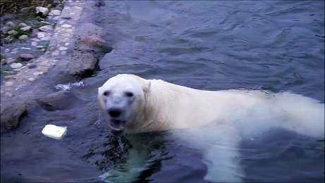 エストニア・タリン動物園で14歳となったラスプーチン(Rasputin) の姿 ~ 欧州屈指の雄(オス)のホッキョクグマとなる_a0151913_23530762.jpg