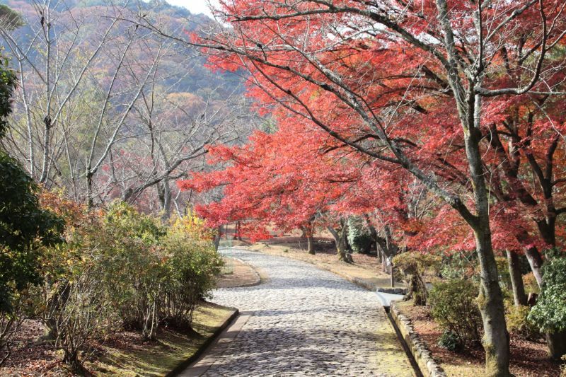 嵐山渡月橋から亀山公園　盛り_e0048413_21042279.jpg