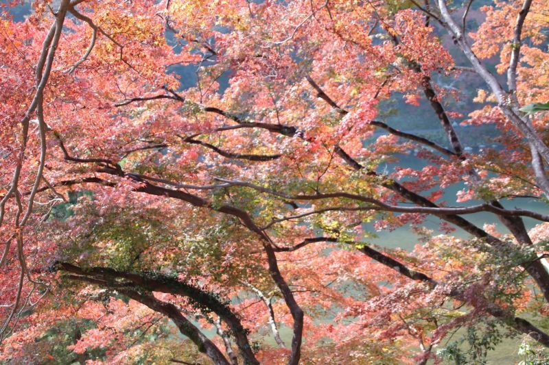 嵐山渡月橋から亀山公園　盛り_e0048413_21060554.jpg