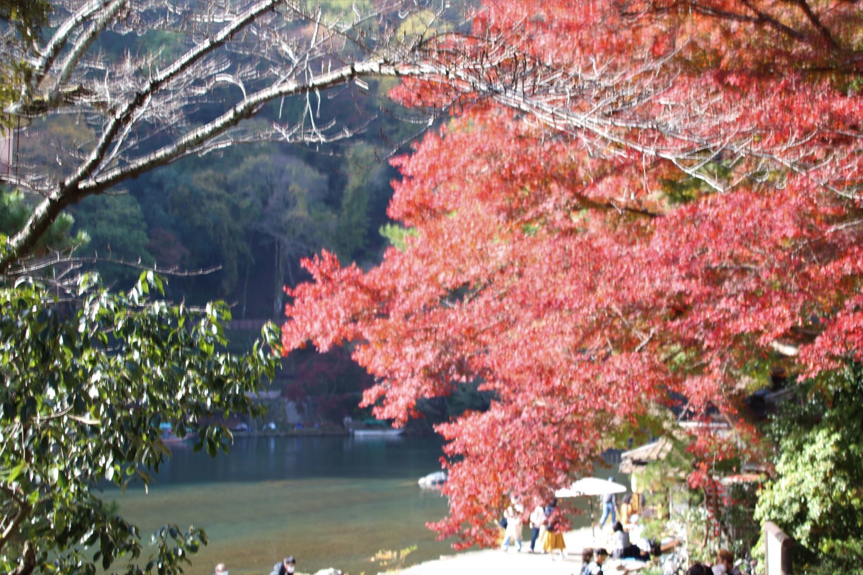嵐山渡月橋から亀山公園　盛り_e0048413_21061251.jpg