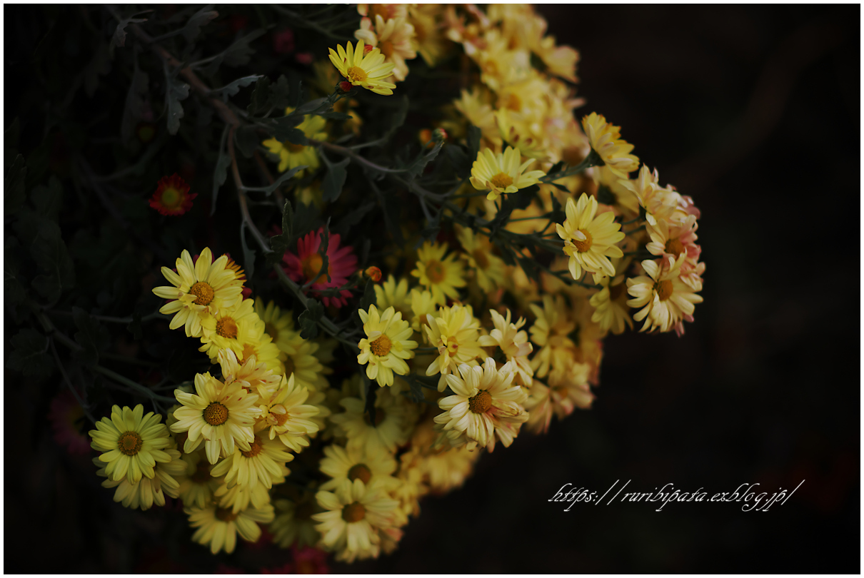 菊の花咲く散歩道 #011 @NOKTON 60mm F0.95_f0302613_14081000.jpg