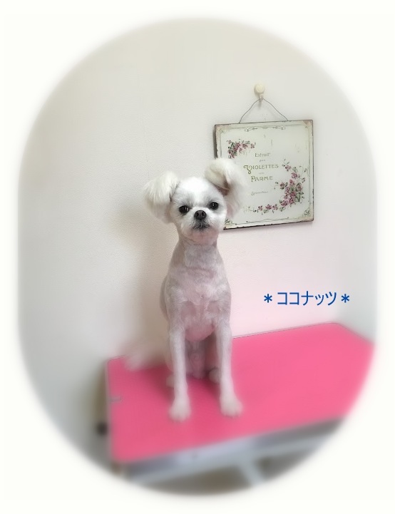 キャラメルちゃん3兄弟 犬のしっぽ Gallery