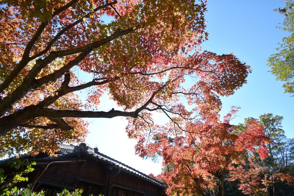 幸田露伴邸「蝸牛庵」の秋模様_e0373930_19140636.jpg