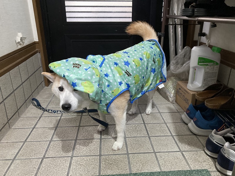 モヒカン犬(Pixel 5a)_e0374932_13333971.jpg