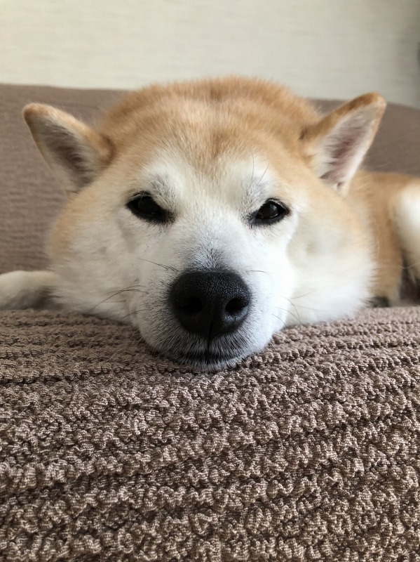 モヒカン犬(Pixel 5a)_e0374932_13334204.jpg