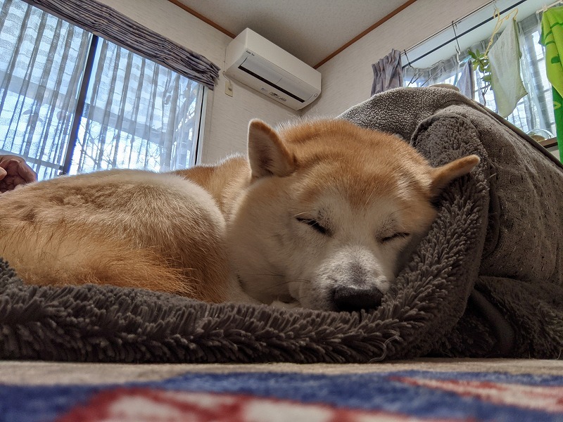 モヒカン犬(Pixel 5a)_e0374932_13334721.jpg