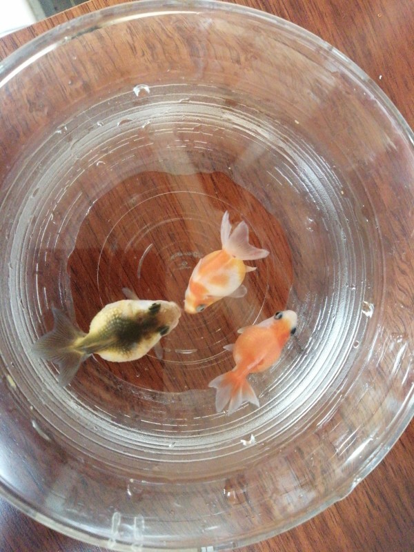 病気のピンポンパールたちのその後 めちゃくちゃ可愛い ぽっちゃり小赤の金魚ブログ