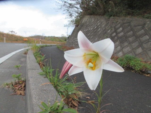 はかどらない仕事ばかりです 丹後半島 のんびり気まま暮らし