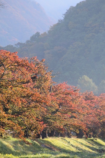 紅葉を探しに裏磐梯方面に行ってみる③観音寺川２（2021.10.30）_e0170863_21195366.jpg