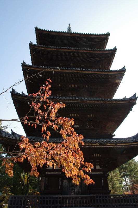 仁和寺 紅葉_c0382798_06545337.jpg