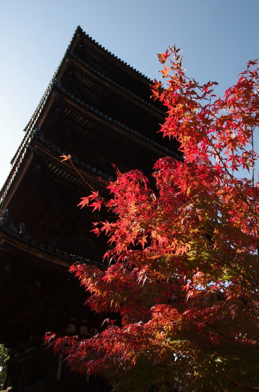 仁和寺 紅葉_c0382798_06550246.jpg