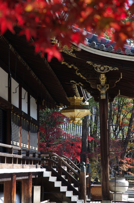 仁和寺 紅葉_c0382798_06552936.jpg