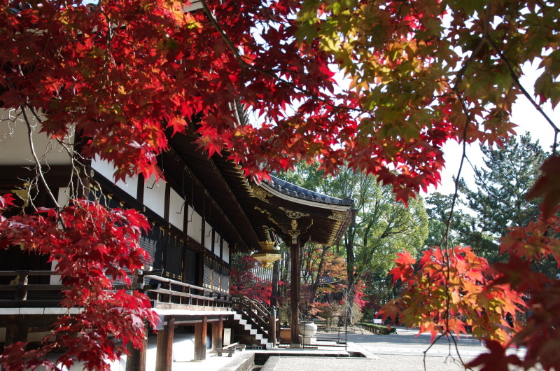 仁和寺 紅葉_c0382798_06554924.jpg