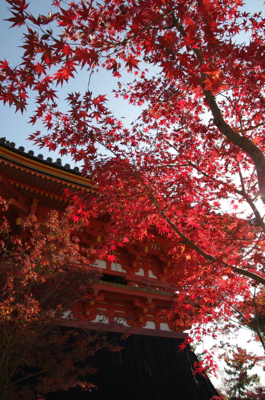 仁和寺 紅葉_c0382798_06560329.jpg