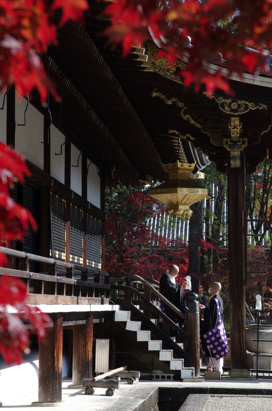 仁和寺 紅葉_c0382798_06562381.jpg