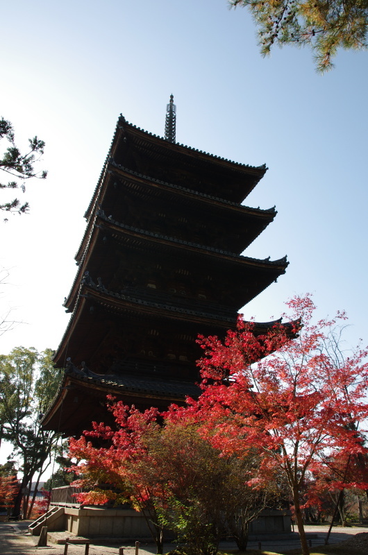 仁和寺 紅葉_c0382798_06565873.jpg