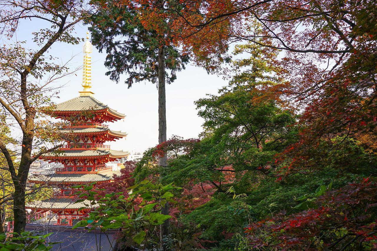 高幡不動の紅葉２０２１ 柳に雪折れなし