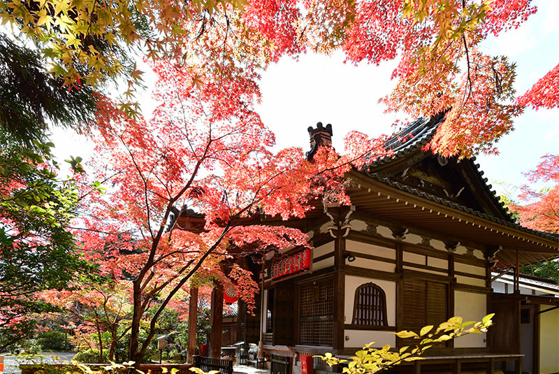 赤山禅院 紅葉 続 ちょっとそこまで