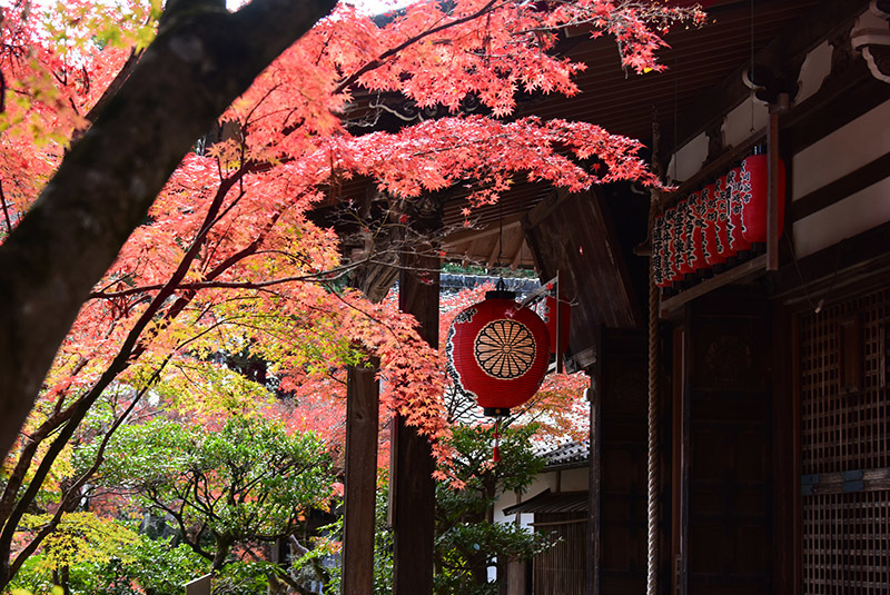 赤山禅院 紅葉 続 ちょっとそこまで