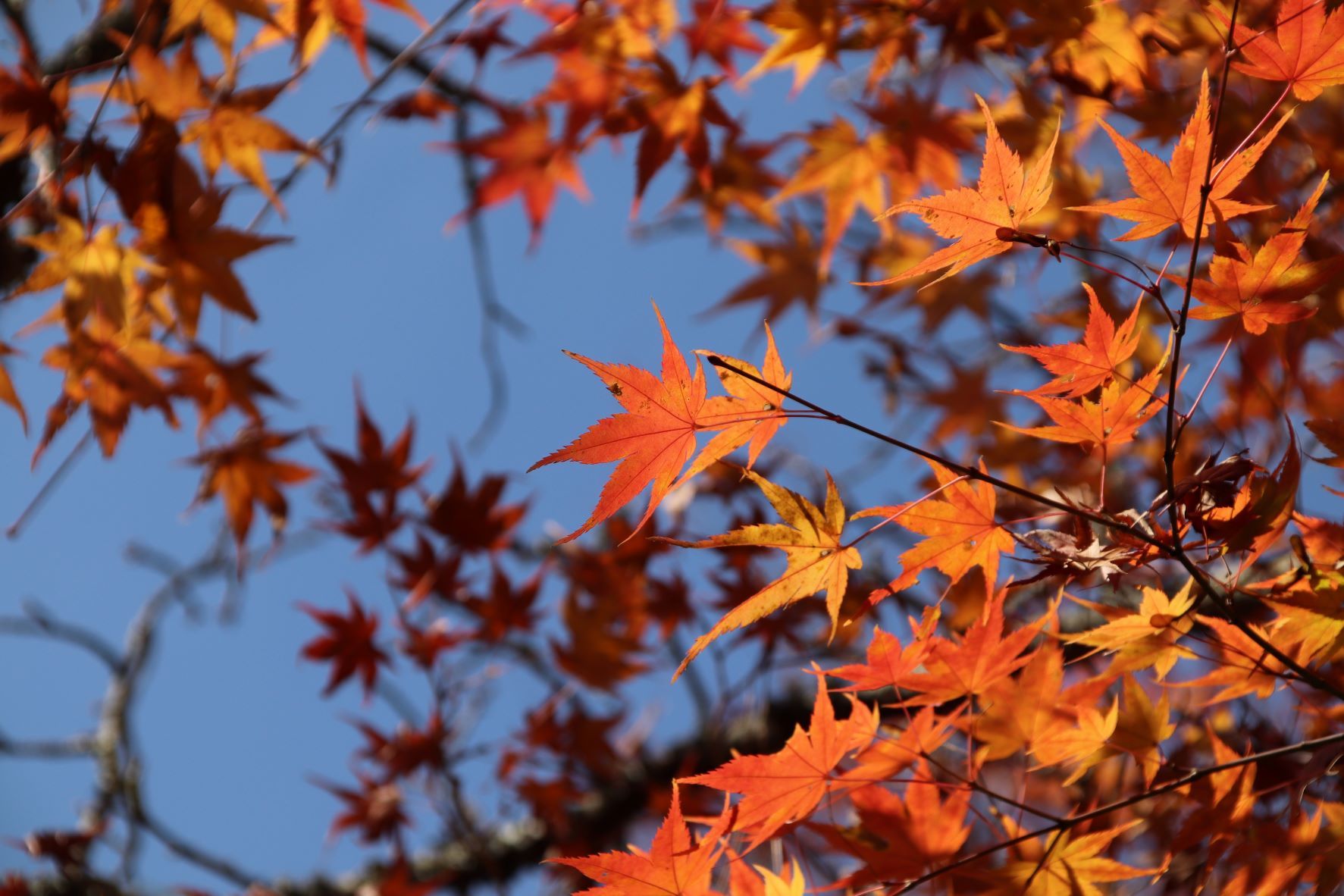 龍安寺　紅葉の盛り_e0048413_21491067.jpg