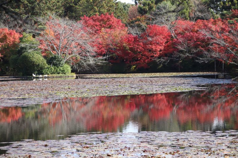 龍安寺　紅葉の盛り_e0048413_21491869.jpg