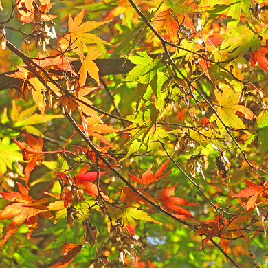 イロハモミジの紅葉 樹木見て歩き イロハモミジの紅葉 樹木見て歩き