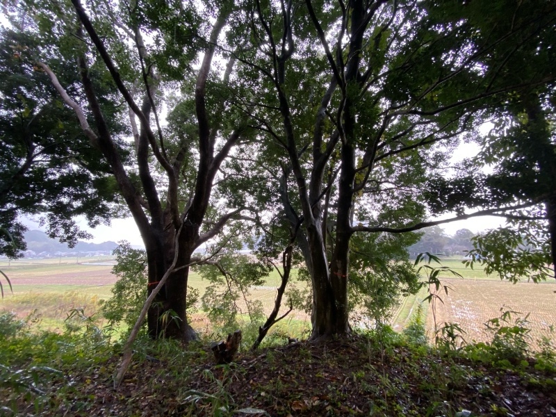 糸島の広々とした森の中で、新しいプロジェクトがスタートしました。_e0029115_10321647.jpeg