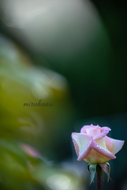 しっとり神代植物公園の薔薇。_c0037519_00080427.jpg
