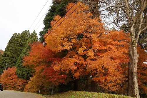 高岡市小野(この)の紅葉_e0206820_18022743.jpg
