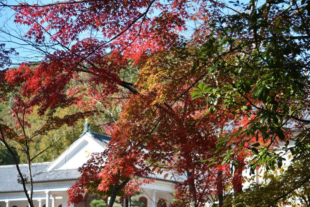 1丁目三重県庁舎前の秋模様_e0373930_19510242.jpg