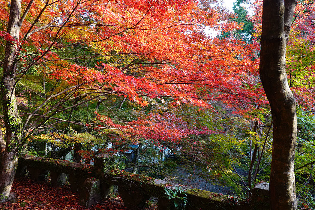 「何回目かの仁比山神社の紅葉」ー神埼市神埼町仁比山神社にてー_c0014538_22470332.jpg